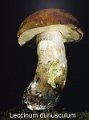 Leccinum duriusculum-amf350-1